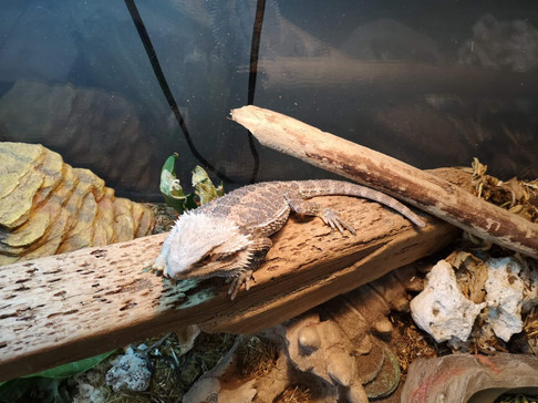 Rescue Bearded Dragon
