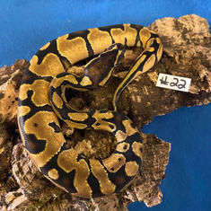 Ball Python #22- Enchi het Albino- Gender Unknown- Currently Taking Deposits