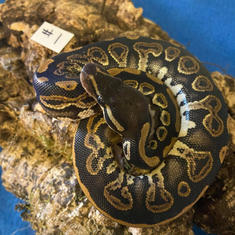 Ball Python #1- Black Pastel- Gender Unknown- Currently taking deposits