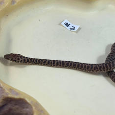 Children's Python #2- Gender Unknown- Currently Taking Deposits
