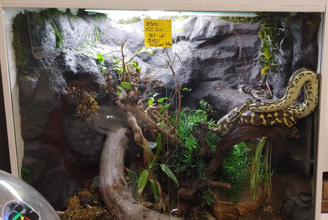 Carpet Python with Enclosure-Pending