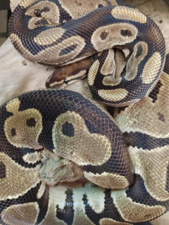 Female Normal Ball Python