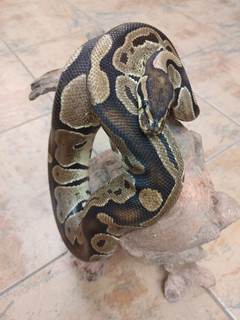 Female Ball Python