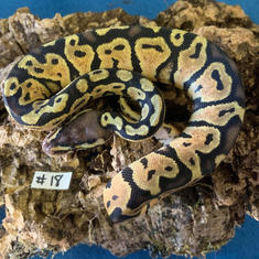 Ball Python #18- Pastel- Gender Unknown- Currently Taking Deposits