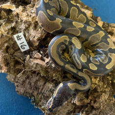 Ball Python #16- Normal- Gender Unknown- Currently Taking Deposits