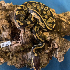 Ball Python #20- Mystic- Gender Unknown- Currently Taking Deposits