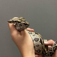 Boa#5- Juvenile- Normal Het Anery, Het Albino- Gender Unknown