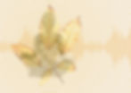 esc no words banner.jpg