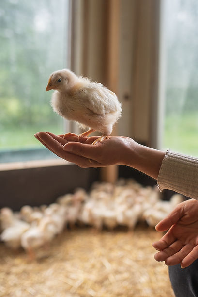 Küken Aufzucht am Hof am Mühlgrund
