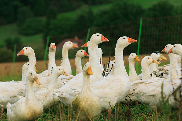 Gänse auf der Weide am Hof am Mühlgrund