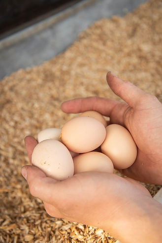 Frische Bioeier im Nest