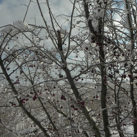 Di biancospino fronda non conosco