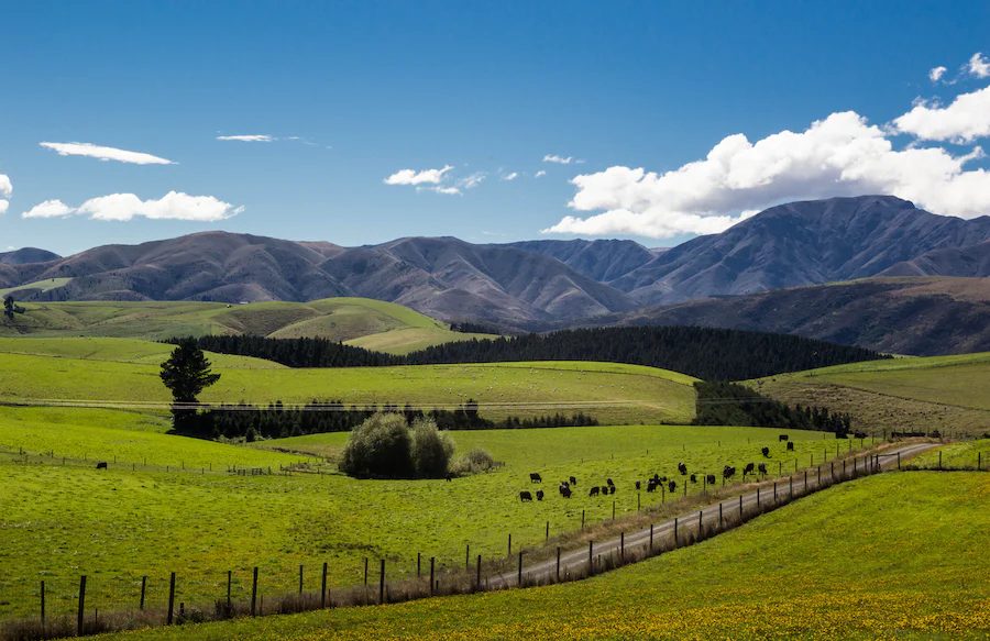 A bucolic landscape on the South Island of New Zealand spreads out across the horizon under a blue sky