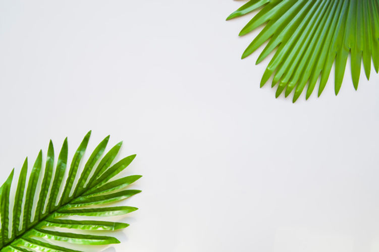 palmblaetter-lokalisiert-auf-weissem-hintergrund_23-2148031224.jpg