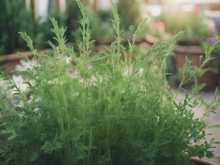 Empower Your Wellness Journey with Artemisia Integrative Center