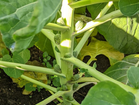 The culture of Brussels Sprouts