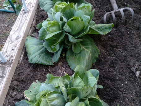 Cabbage Sprouts