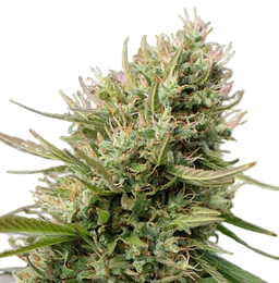 FLEUR CBD BRETONNE INDOOR