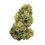Miniature : Fleur cbd Jack herrer
