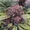 Thumbnail: western cherry cbd bretonne