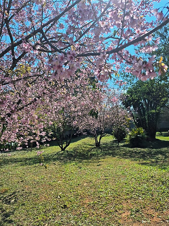 Cerejeiras Residencial Le Village I 3_edited.jpg