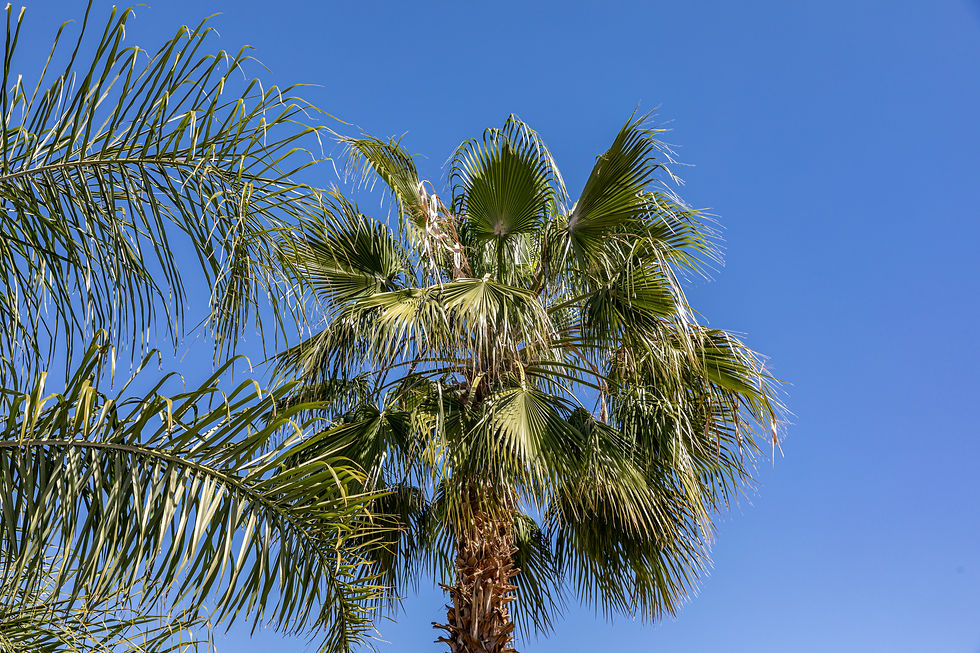 Copie de Dar Z5 (88 of 104).jpg