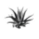 zazaa.png