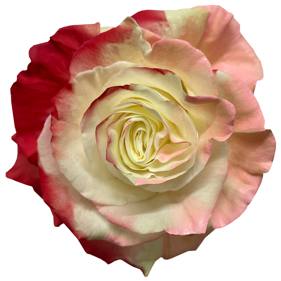 Mix Tinted Roses All Tinted Roses | Florecal