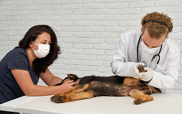german-shepherd-being-examined-by-vet-nurse.jpg