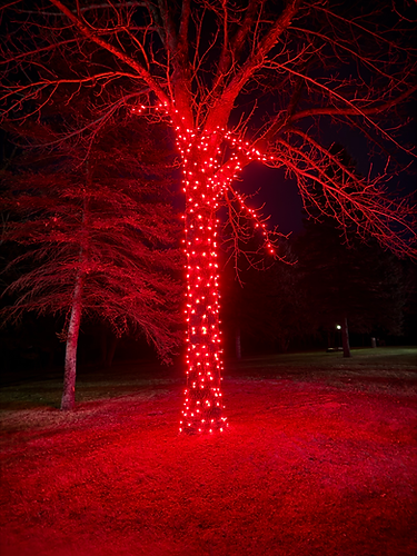 Dusty Christmas Lights (red tree).heic