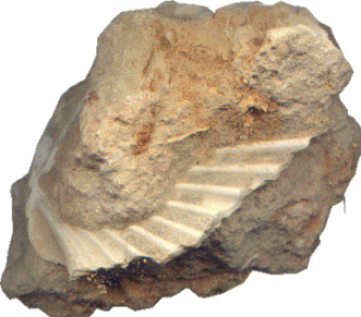 Rocha Biogénica