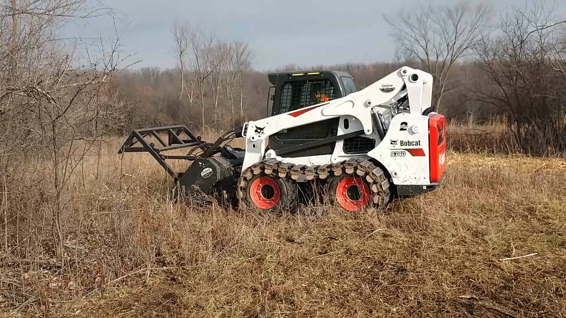 17 second invasive species Autumn Olive removal