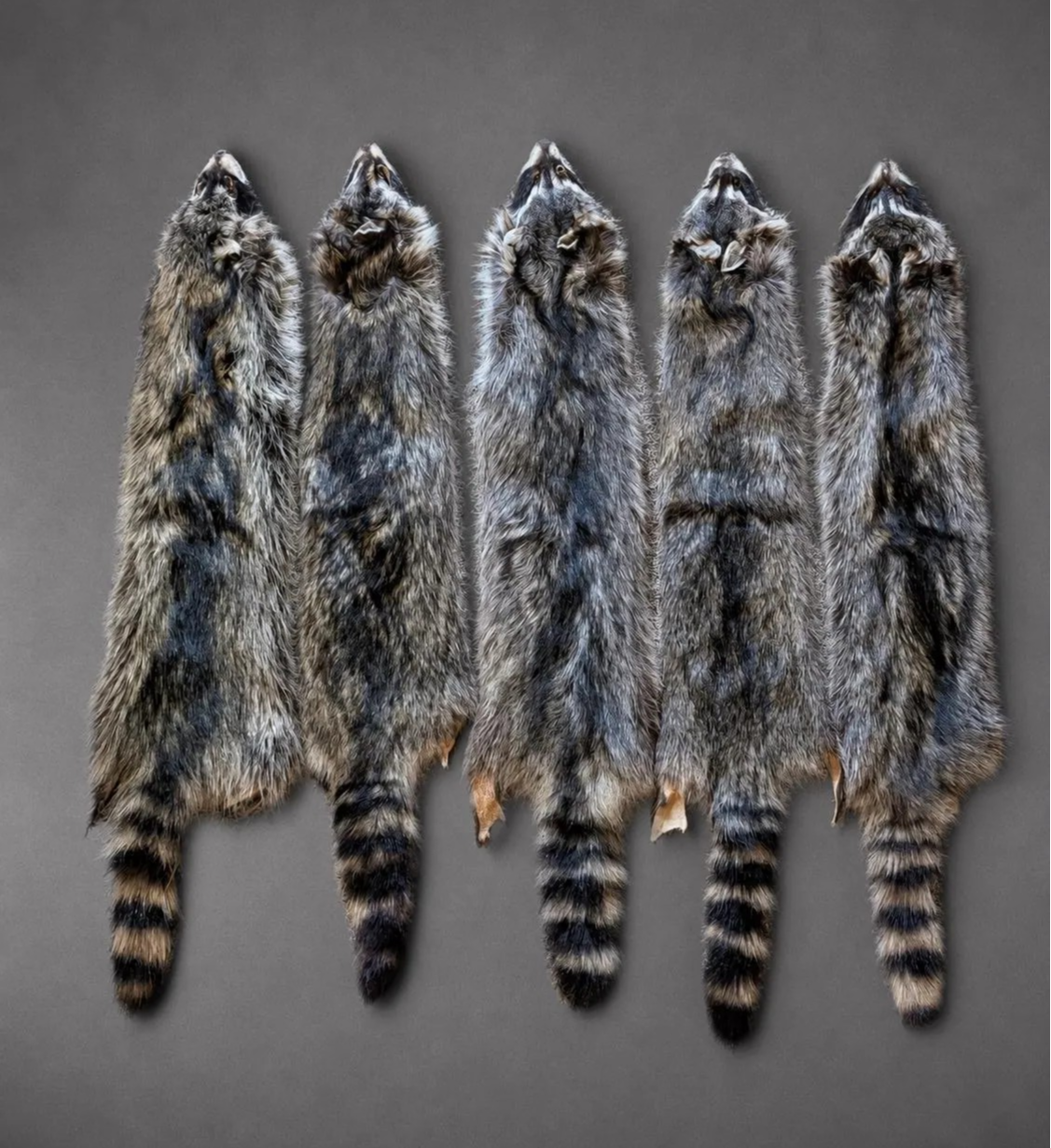 Raccoon Fur