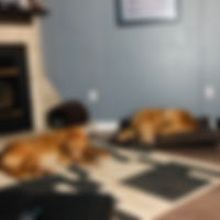 54192471_1240916932753628_36561180291435