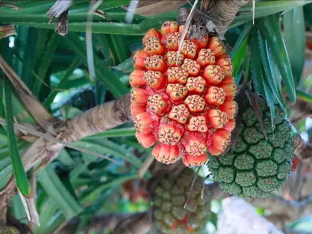 Wild Fruits of the Andaman Forests: Rare Tropical Treasures of India’s Island Rainforests
