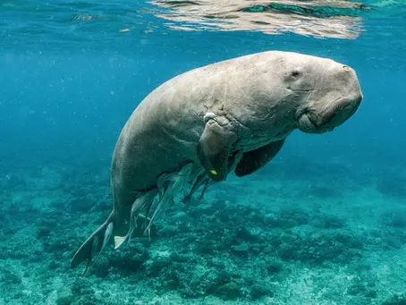 The Gentle Giant of the Sea: The Dugong