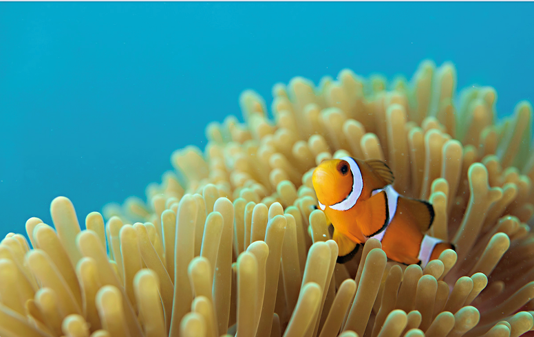 Snorkeling in the Andaman Islands: Discover the Underwater World of Havelock Island