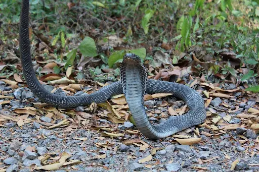 Snakes Found in the Andaman Islands: A Guide to the Island’s Silent Residents