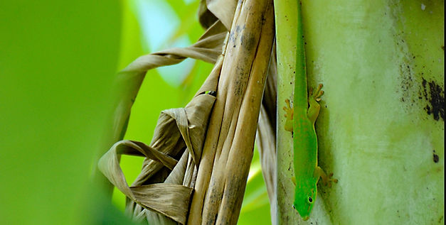 andaman-day-gecko-1 (3)_edited.jpg