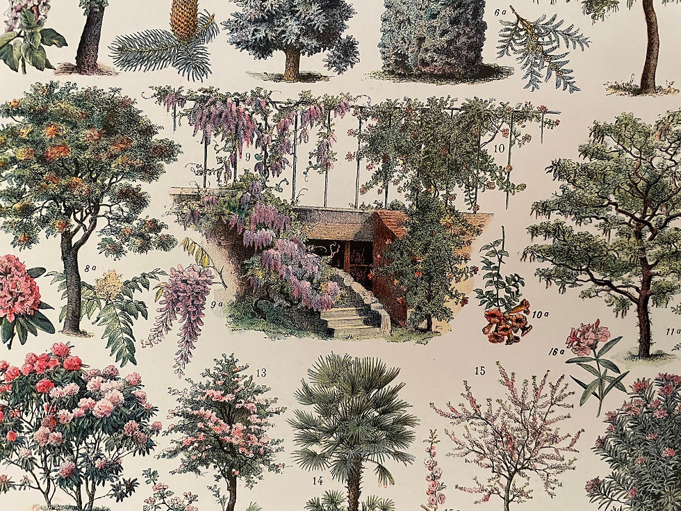 Miniature : Ancienne illustration sur les jardins (robinier) - Recto/Verso