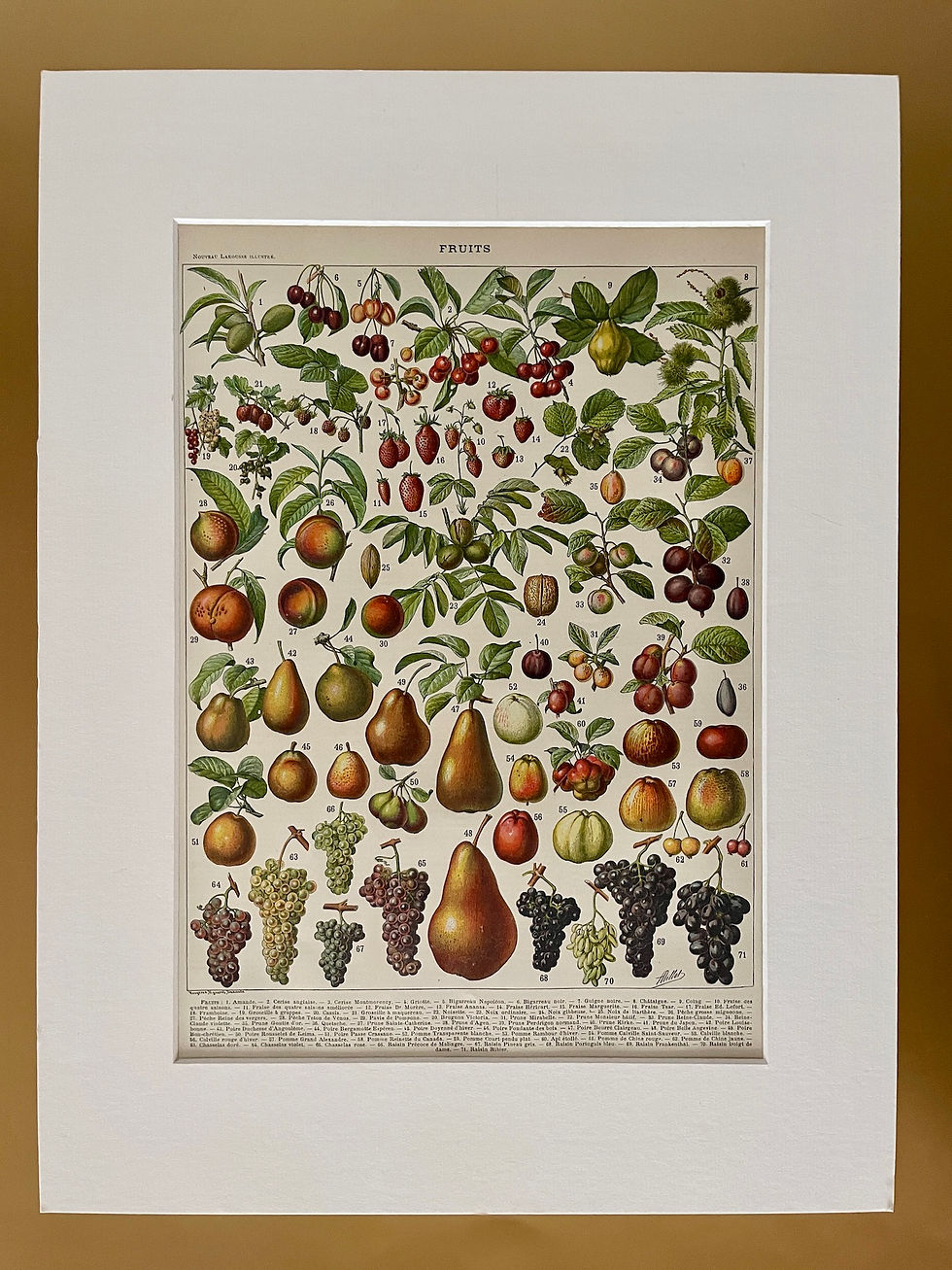 Miniature : Ancienne planche illustrée sur les fruits