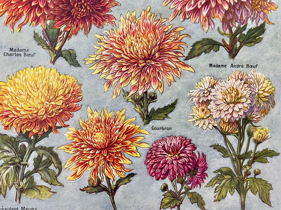 Miniature : Ancienne planche illustrée sur les  chrysanthèmes