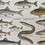Miniature : Ancienne illustration sur les poissons d'eau douce
