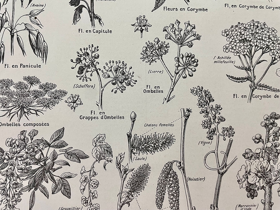 Miniature : Ancienne gravure sur les fleurs et inflorescences