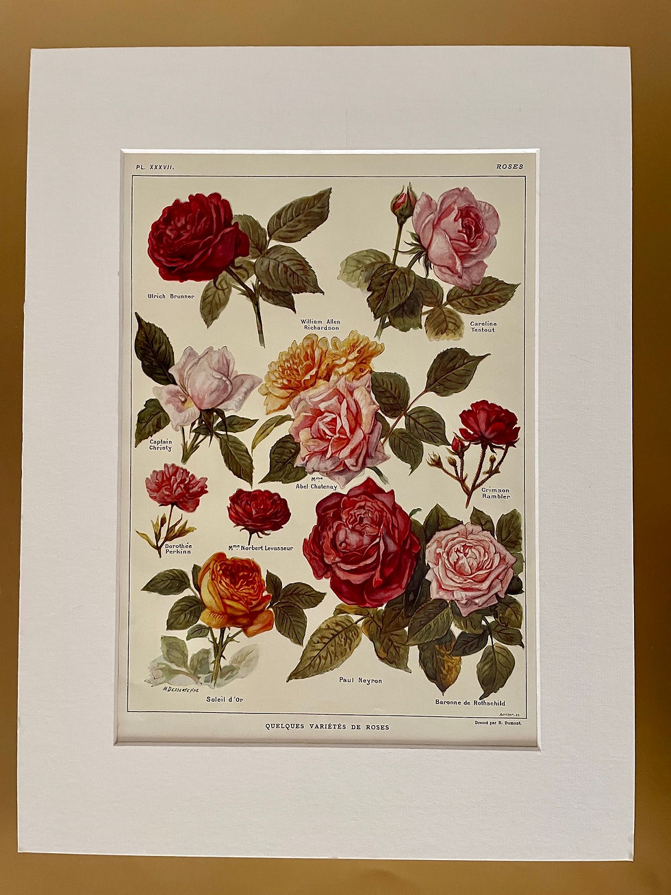 Miniature : Ancienne illustration sur les roses