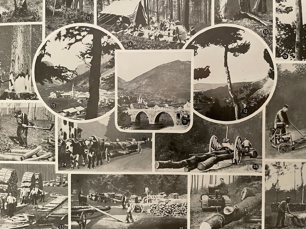 Miniature : Ancienne planche illustrée sur la forêt (épicéa) - Recto/Verso