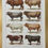 Miniature : Ancienne illustration sur les taureaux