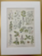 Miniature : Ancienne illustration sur les plantes médicinales (digestives, diurétiques)