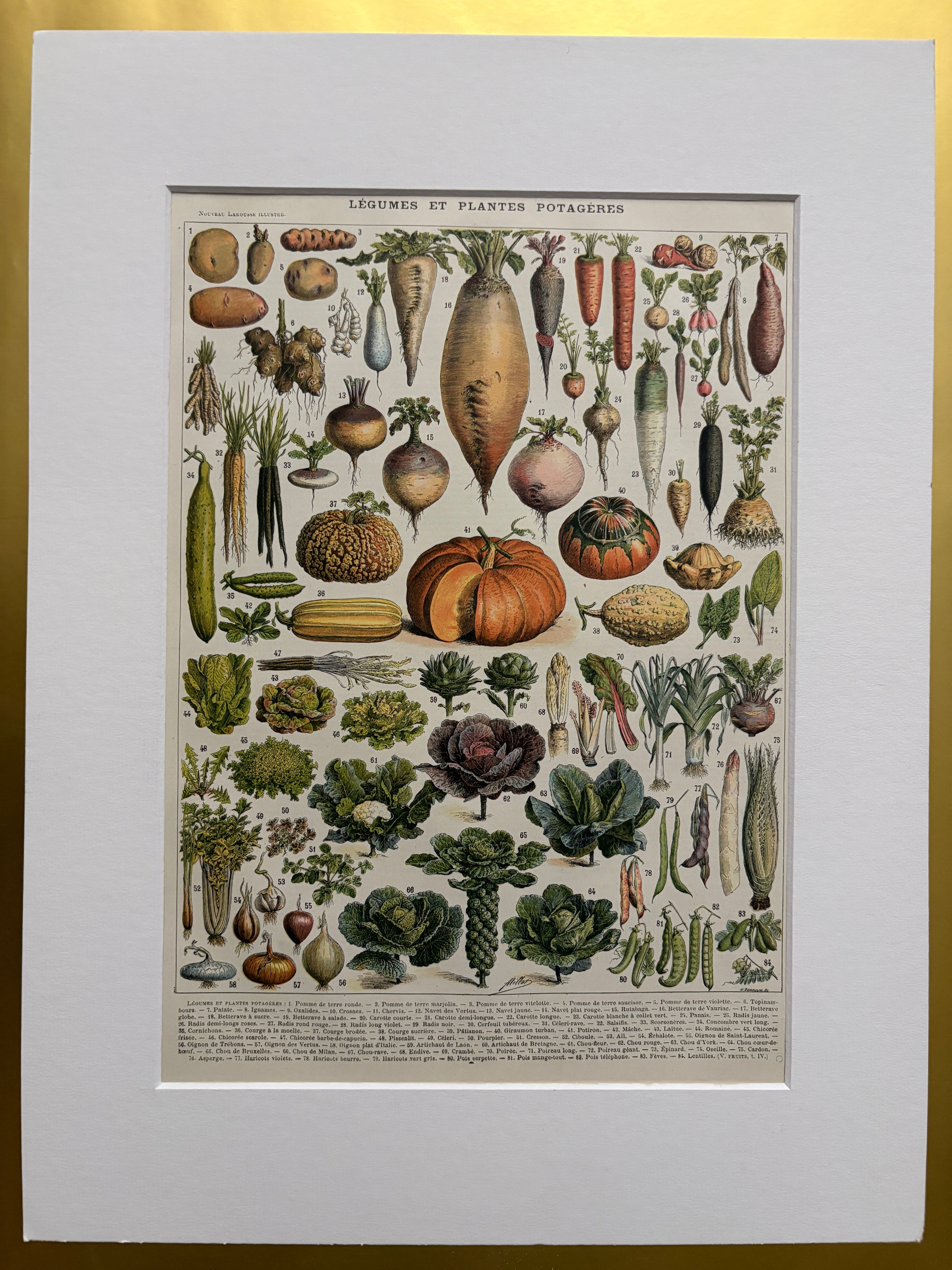 Ancienne planche illustrée sur les légumes et plantes potagères