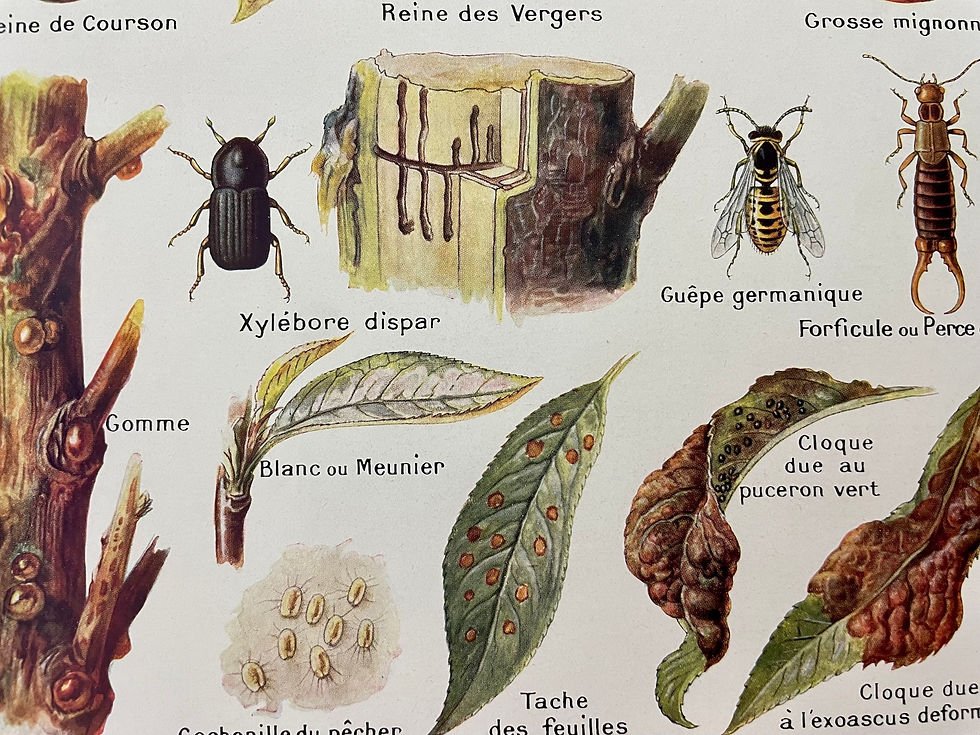 Miniature : Ancienne planche illustrée sur le pêcher et les pêches